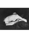 Man Ray|Man Ray Print|man ray tirage photographique argentique|Aurélien, 1944|156,00&nbsp;€|Photothèque Man Ray - TELIMAGE